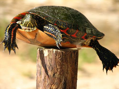 post-turtle post-turtle